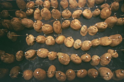 Enough potatoes wired appropriately in series and parallel can run a sound system